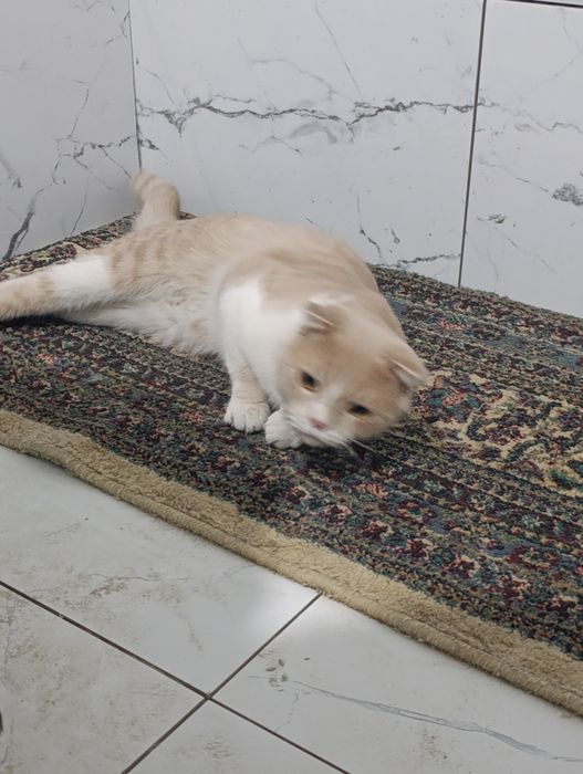 Scottish Fold mushuk sotiladi