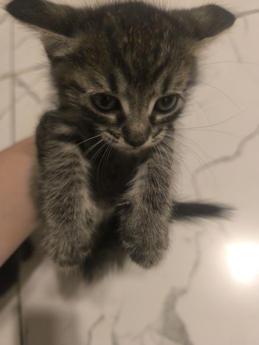 Отдам котят в добрые руки