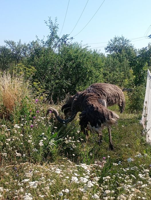 Vând urgent struți de 3 ani