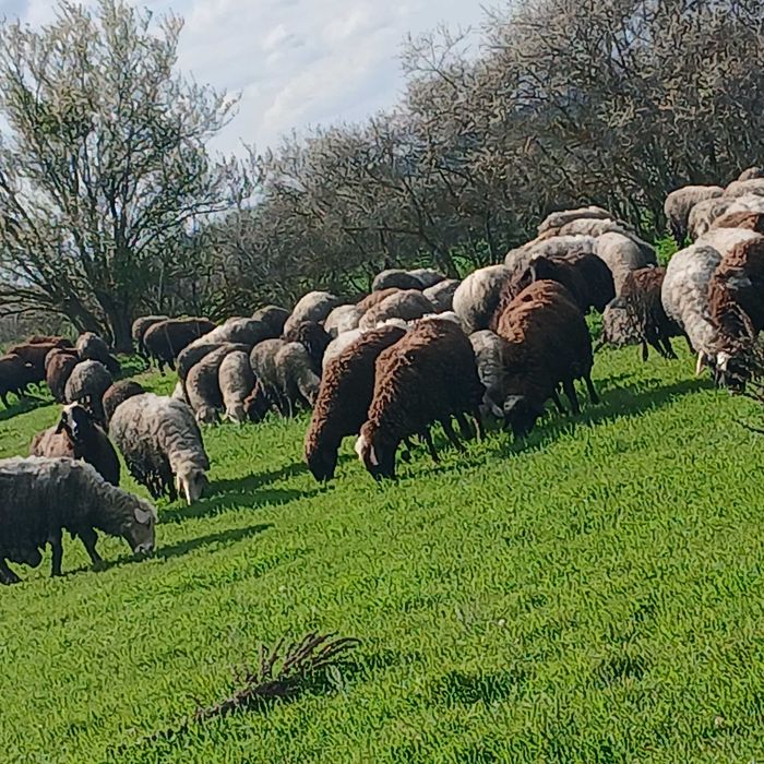 Продавам 150 броя Овце