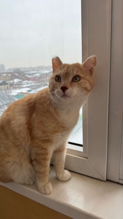 Ищу хозяина для кота, кастрирован