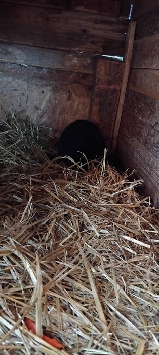 Iepuri rex pitic berbec pitic