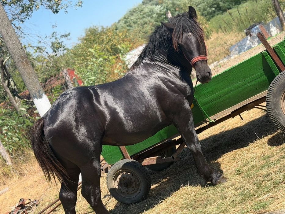 Vând armăsar negru un an și 3 luni