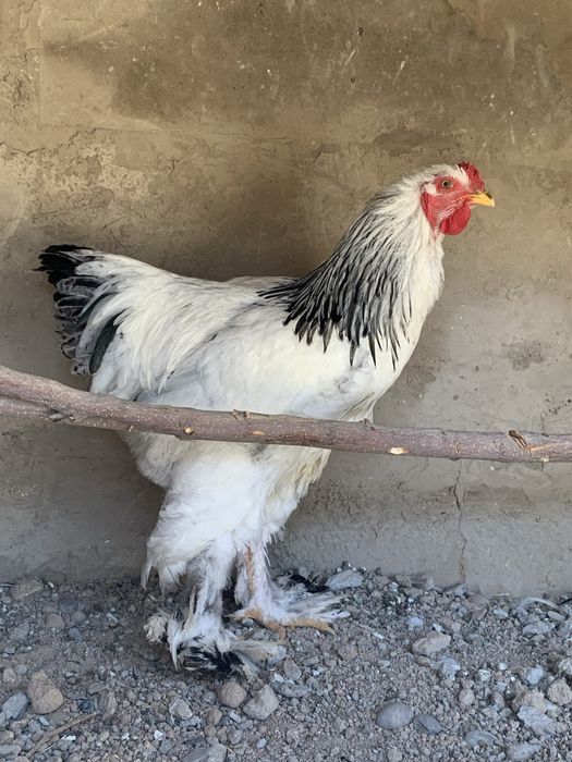 Soğlom gigant brama