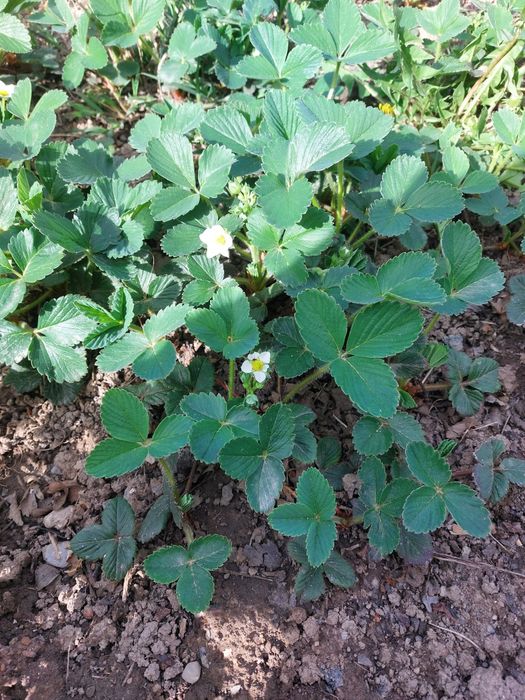 Клубника рассада