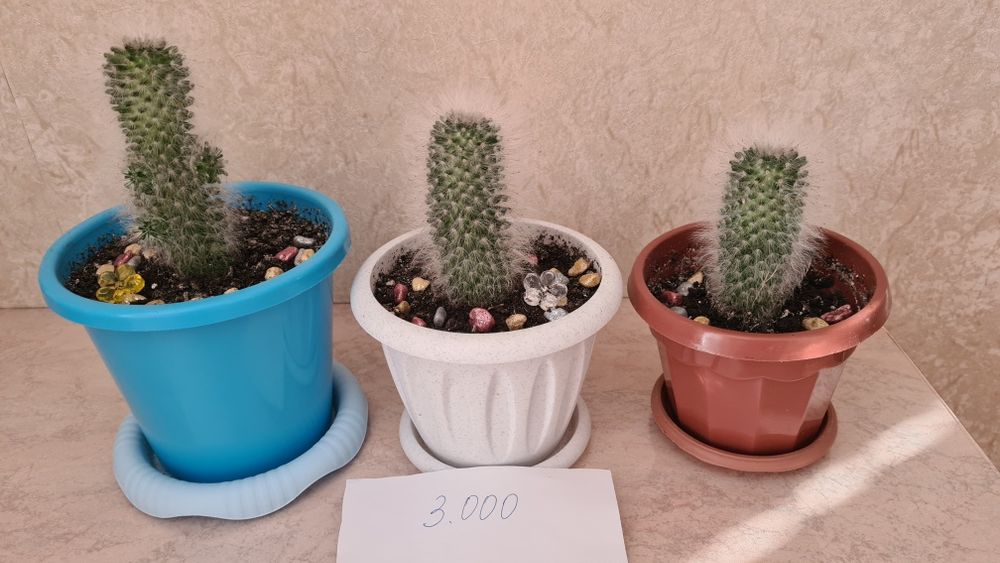 Цветы для офиса, школы и дома