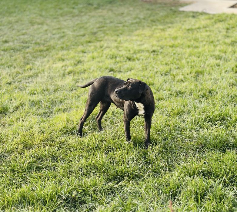Нирвана. Питбуль девочка. Добрая