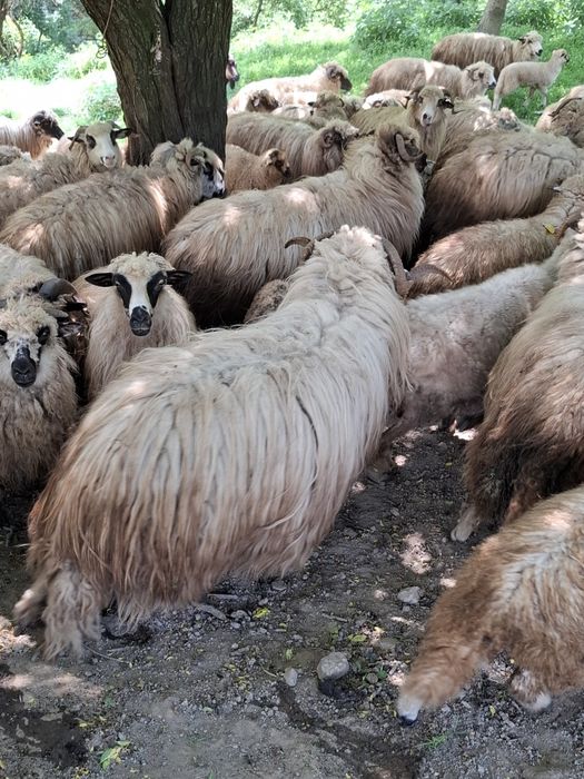Vând oi mai multe detalii la telefon