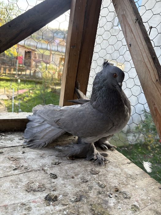 Vand porumbei rasa voltat indian