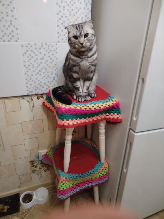 Отдам кота в добрые руки