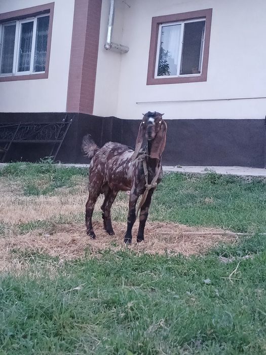 Камори Ешкы сатылады теке