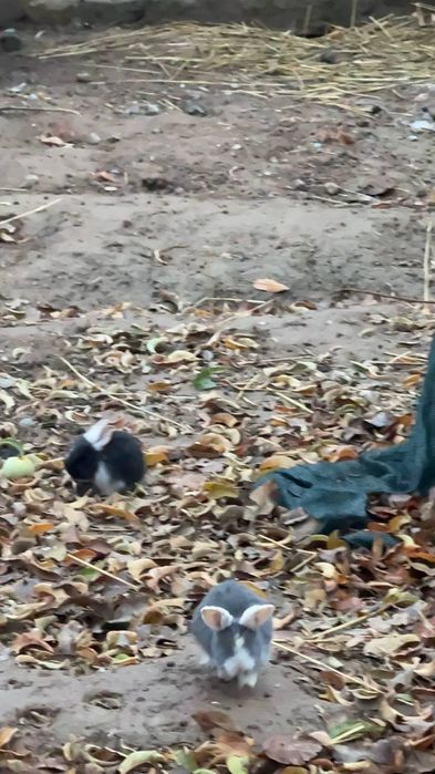 Французский баран зотли куён болалари сотилади