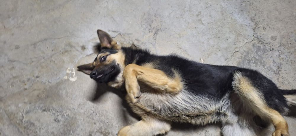 Немецкая овчарка