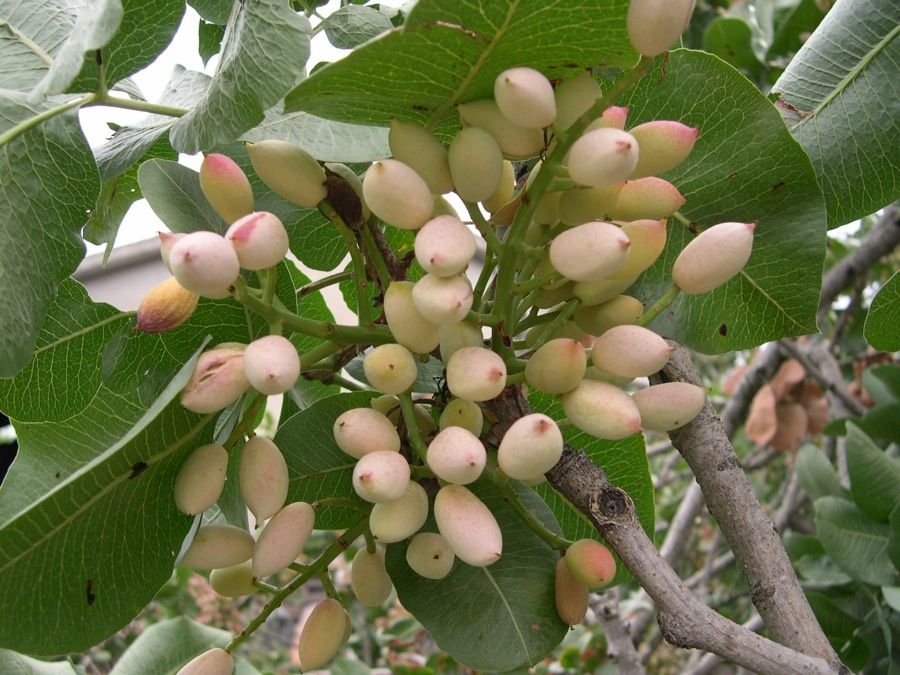 Funduk xondon pist ko'chati