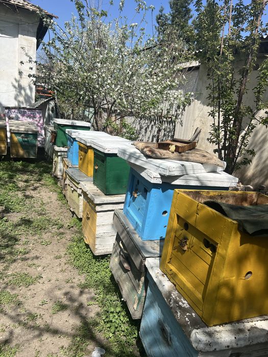 Продам пчел или поставлю на опыление