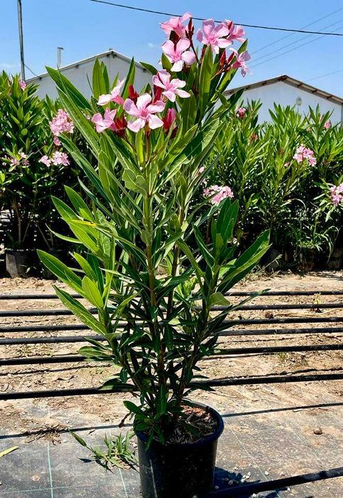 Leandru roz, alb, somon la ghiveci