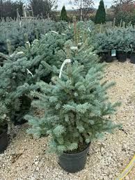 Vand brazi arginti la ghiveci și brazi verzi la ghiveci