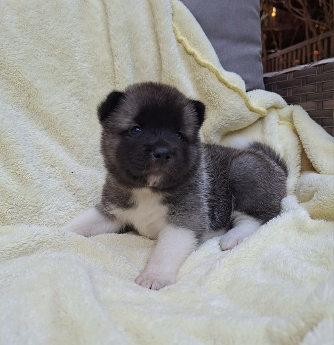 Апериканская акита резерв