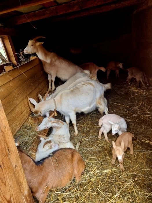 Vând oii și capre,