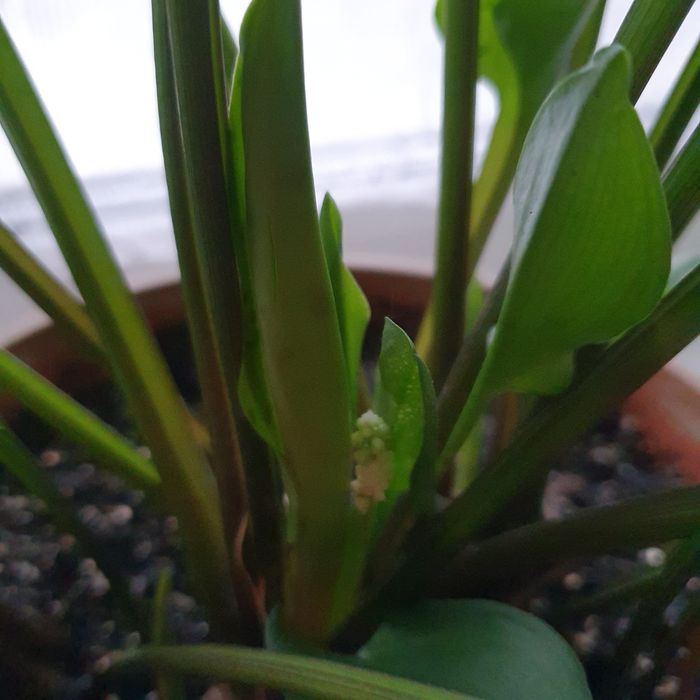 Продам комнатные цветы