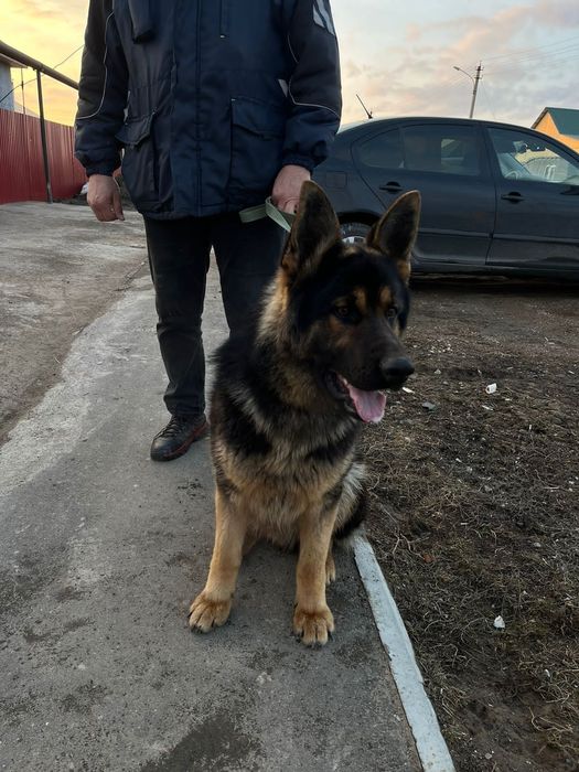 Кобель Немецкой овчарки для вязки