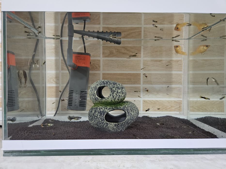 Гуппи разных видов