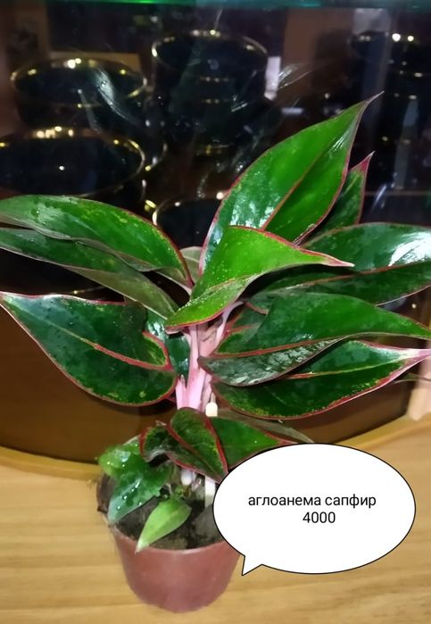 Комнатные цветы в большом ассортименте