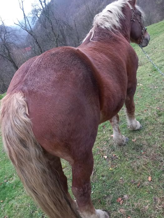 Armăsar 3 ani și 6 luni