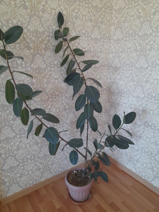 Продам ухоженный Фикус