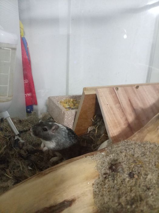 Vând gerbil,veverița mongoleza