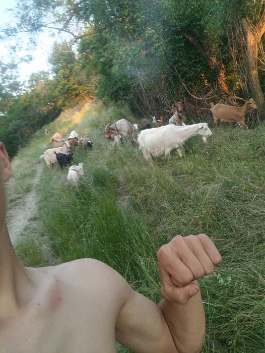 Vand Capre si iezi