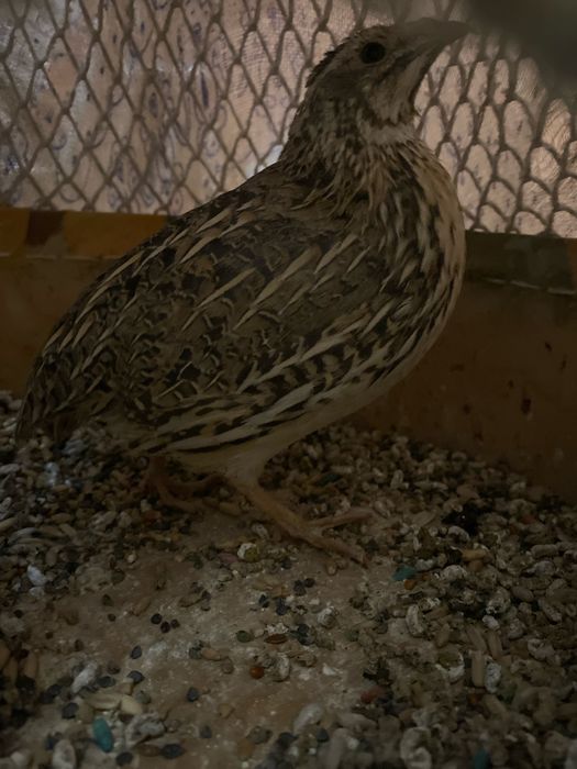 продаются поющие перёлки молодые