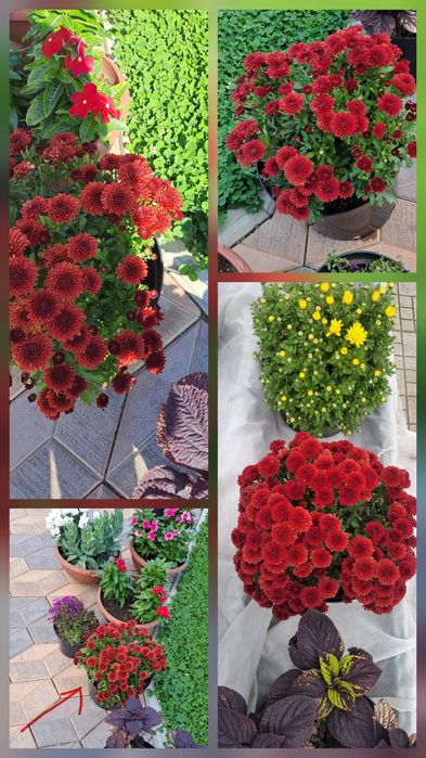 Продам колеусы/мультифлора