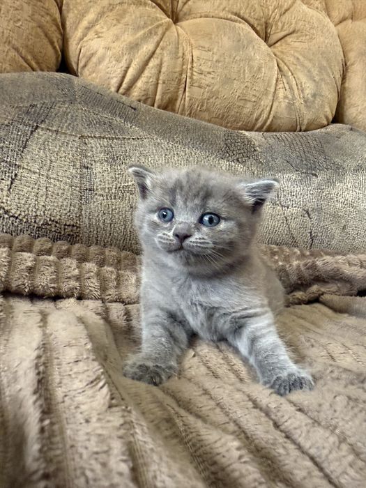 Бронь на котят фолд и страйт