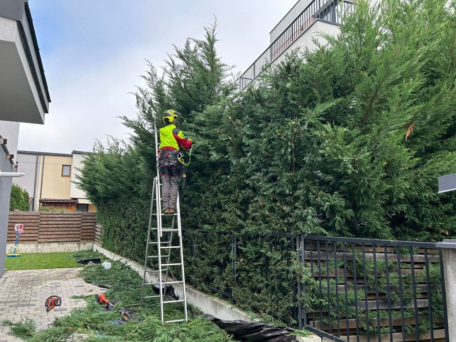 Toaletare pomi fructiferi tundere gard viu și tuia tundere gazon