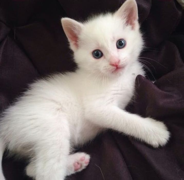 Котята Турецкой Ангоры