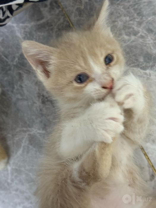 Отдам даром котят