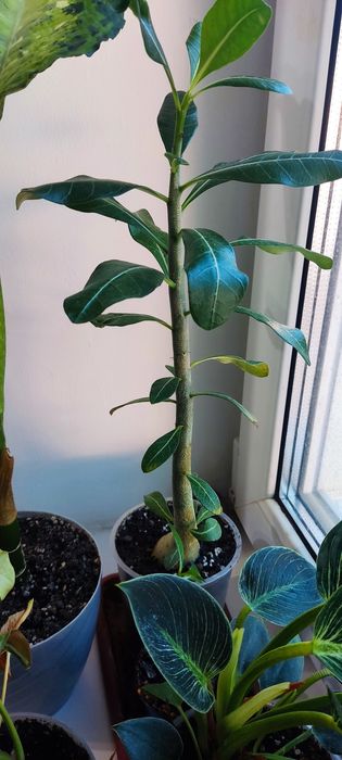 Продам комнатные цветы