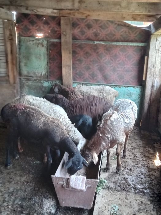Продам Баран ...