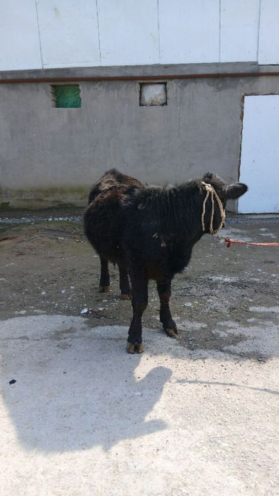 Angus gunajin sotiladi