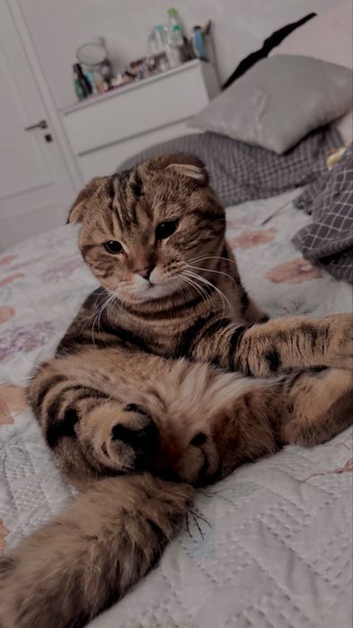 Вязка. Ищем подругу