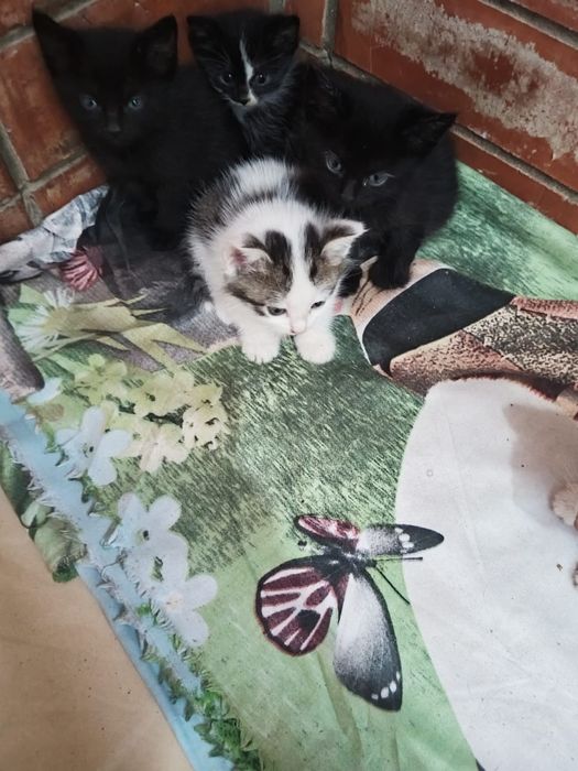 Месячные котята. Даром