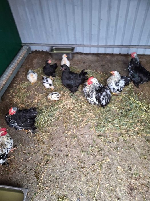 Cochinchina  pitic bobat