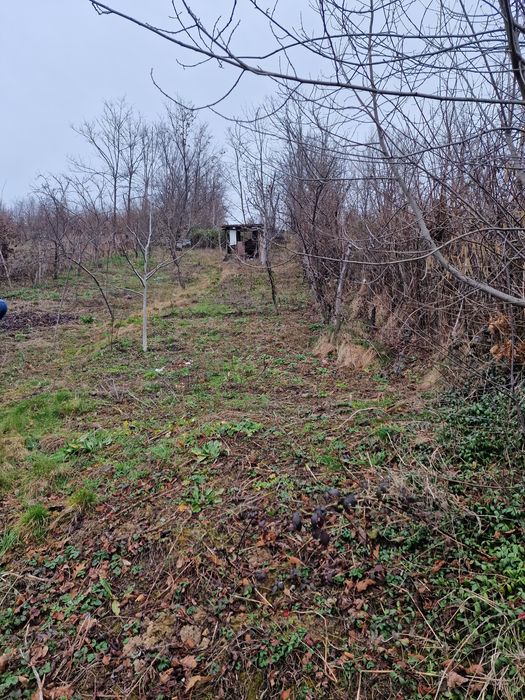 Vand gradina in triaj