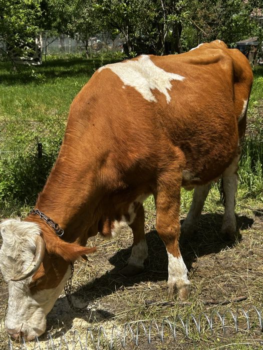 Vand vaca de 8 ani gestanta o luna