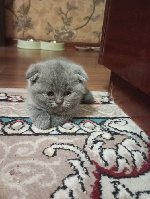 Порода скотиш фолд очень игривые ,лоток ходят кушают сами ,лосковые