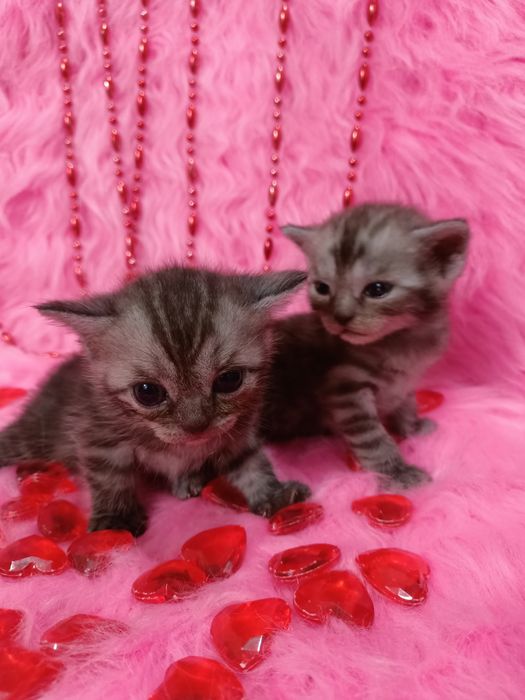 Продам котят шотландка +бенгал