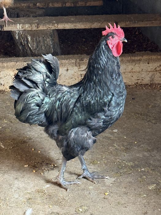 Австролорп Россия.