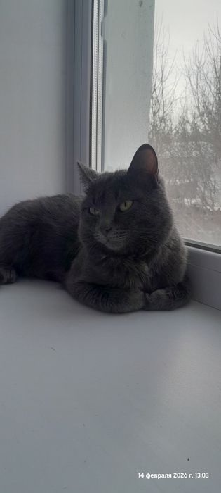 Отдам кота в добрые руки
