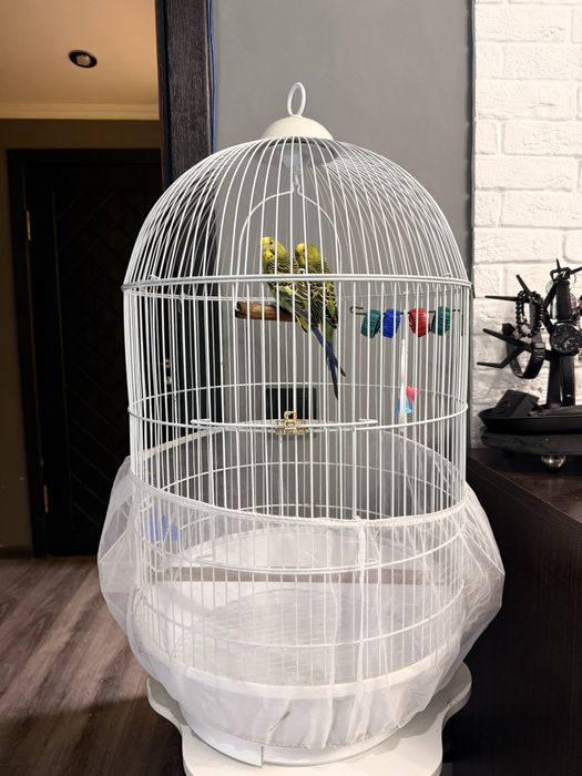 Волнистые попугайчики самец и самка